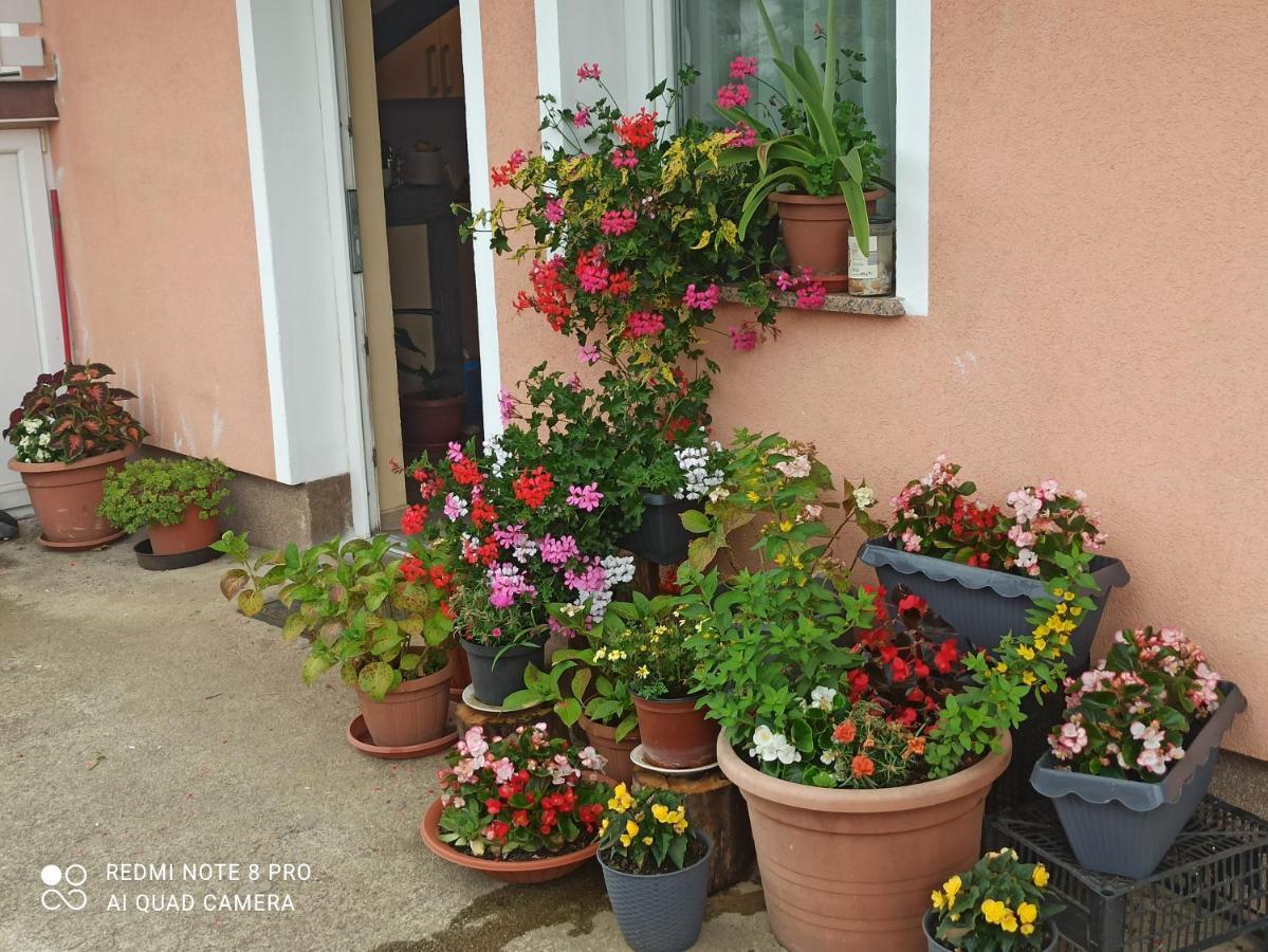 Guesthouse Blazenka Hodak เซลิสเต เดรซิสโก ภายนอก รูปภาพ