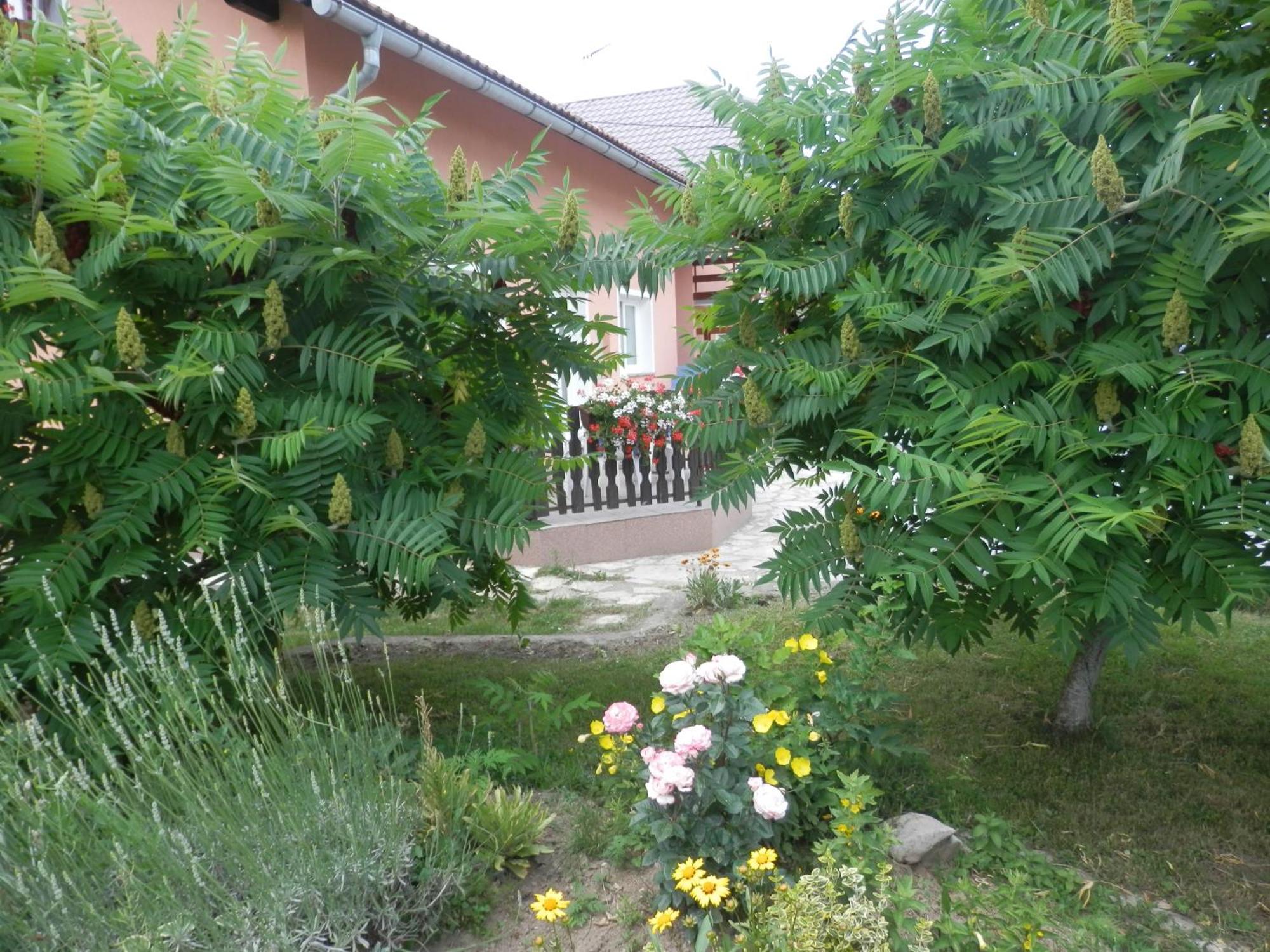 Guesthouse Blazenka Hodak เซลิสเต เดรซิสโก ภายนอก รูปภาพ